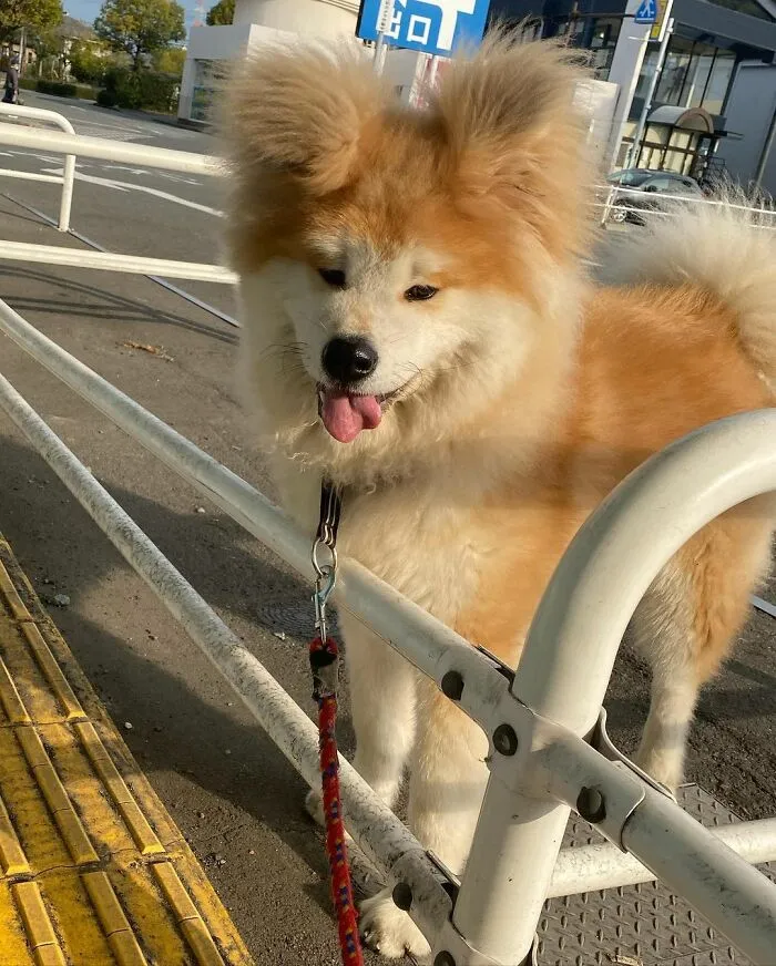30 Pics Capturing This Adorable Akita Named Bob Who Has A Unique Heart-Shaped Face