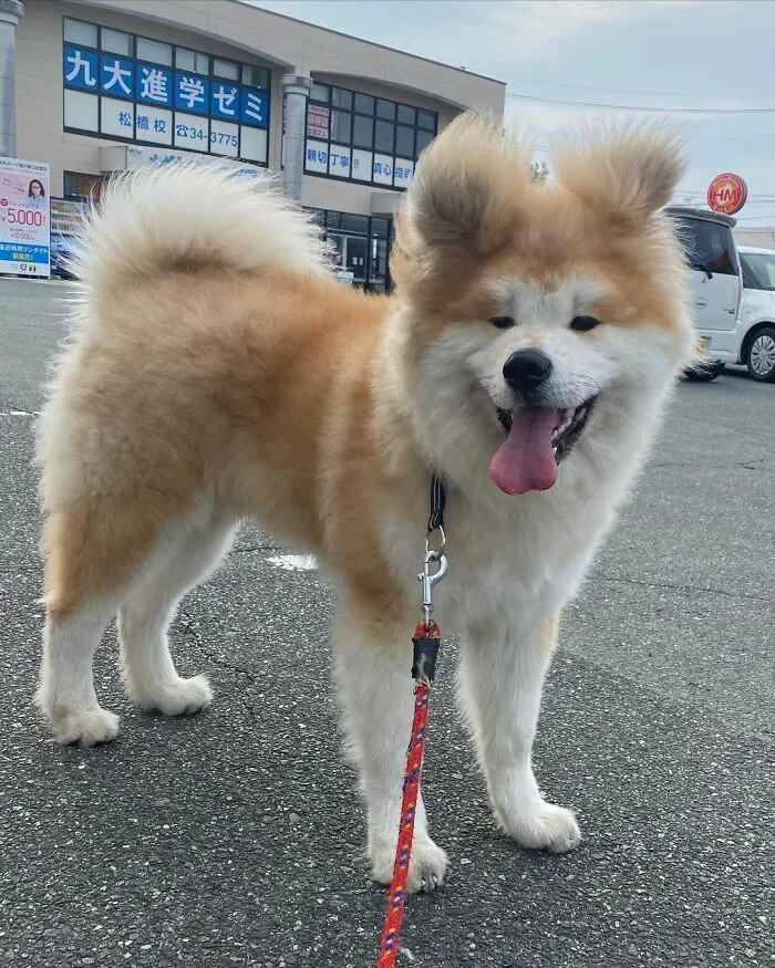 30 Pics Capturing This Adorable Akita Named Bob Who Has A Unique Heart-Shaped Face