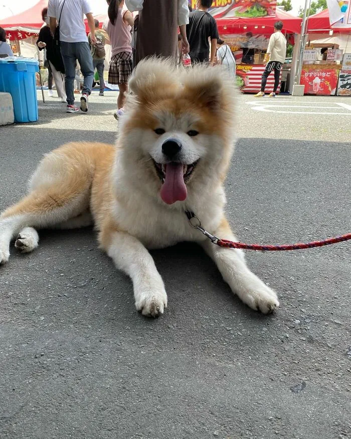 30 Pics Capturing This Adorable Akita Named Bob Who Has A Unique Heart-Shaped Face