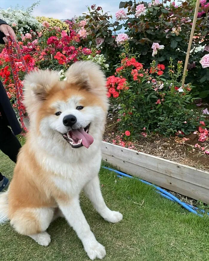 30 Pics Capturing This Adorable Akita Named Bob Who Has A Unique Heart-Shaped Face