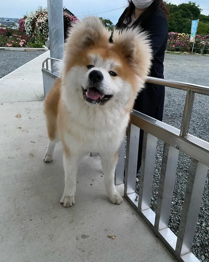 30 Pics Capturing This Adorable Akita Named Bob Who Has A Unique Heart-Shaped Face