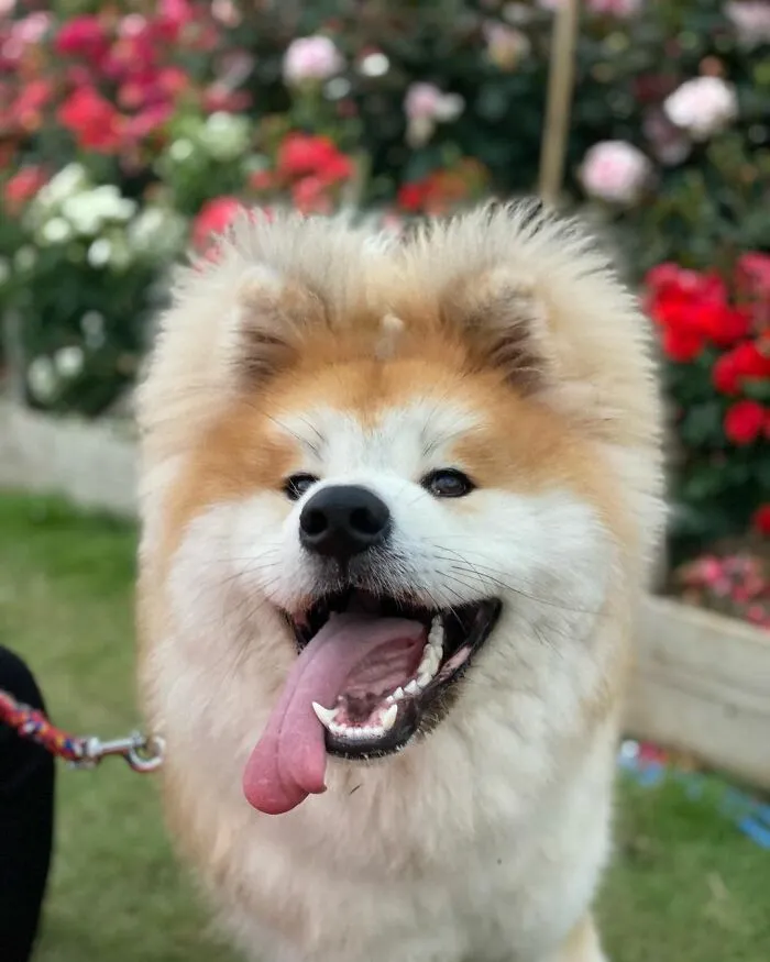 30 Pics Capturing This Adorable Akita Named Bob Who Has A Unique Heart-Shaped Face