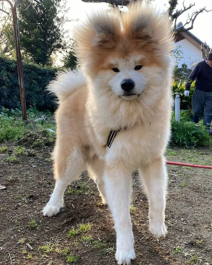 30 Pics Capturing This Adorable Akita Named Bob Who Has A Unique Heart-Shaped Face
