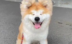 30 Pics Capturing This Adorable Akita Named Bob Who Has A Unique Heart-Shaped Face
