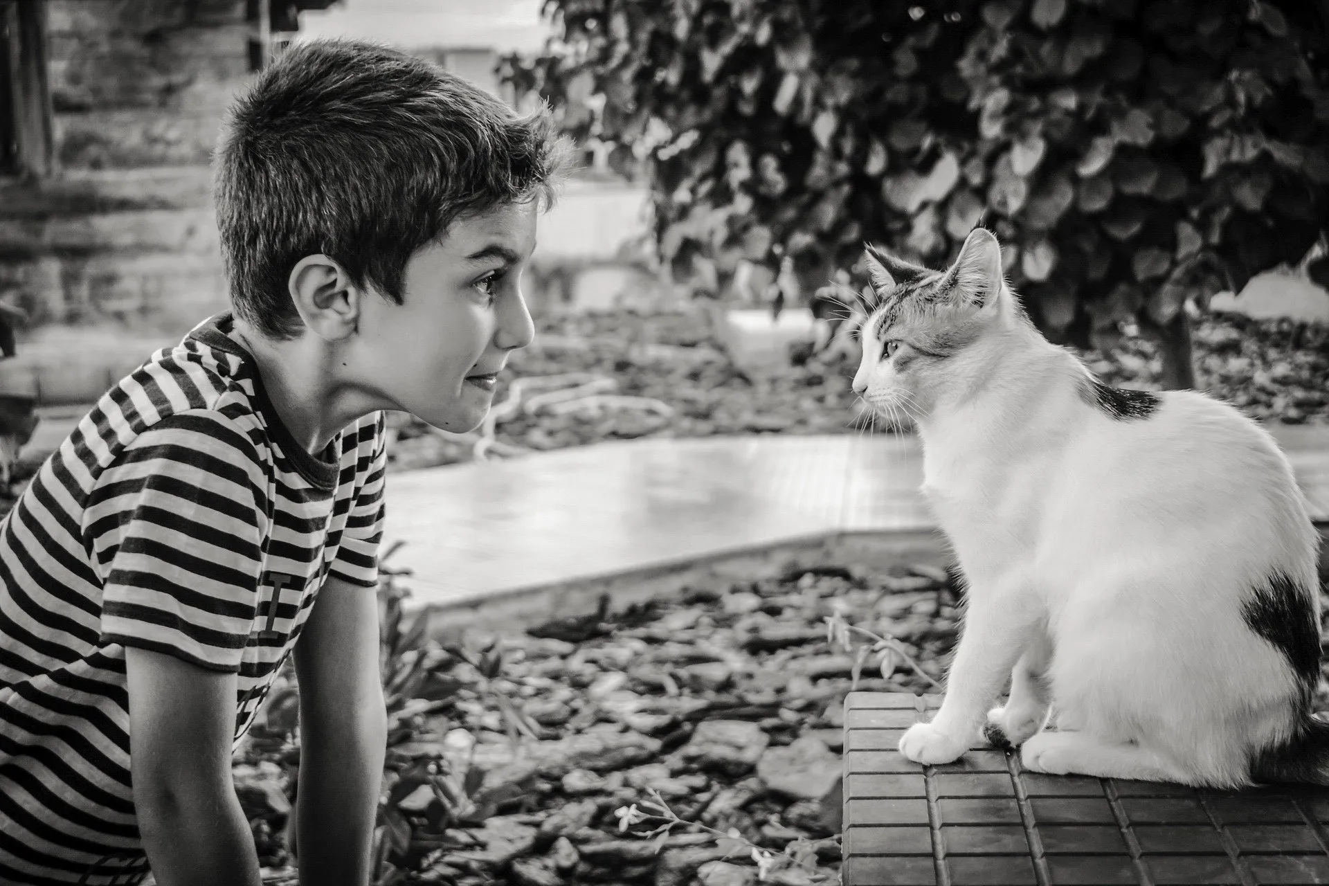 Five Types Of Relationship Between Humans And Their Cats