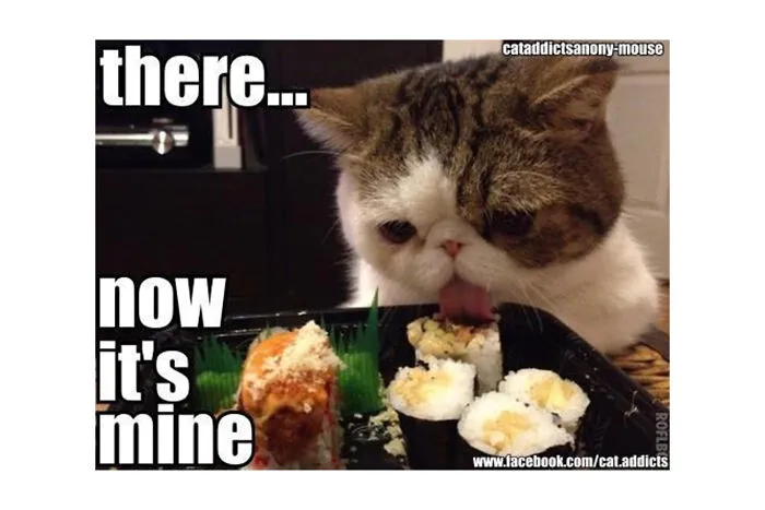 Naughty Cat