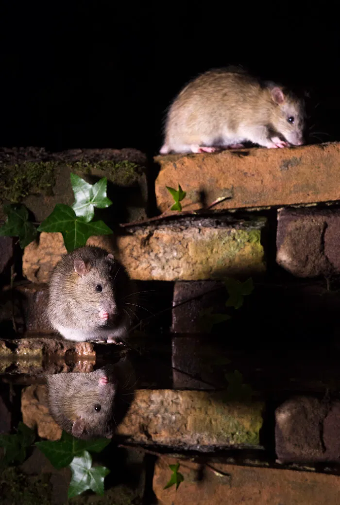 To Change People’s Negative Perceptions Of Rats, I Started Photographing Them In A Nice Way (19 Pics)