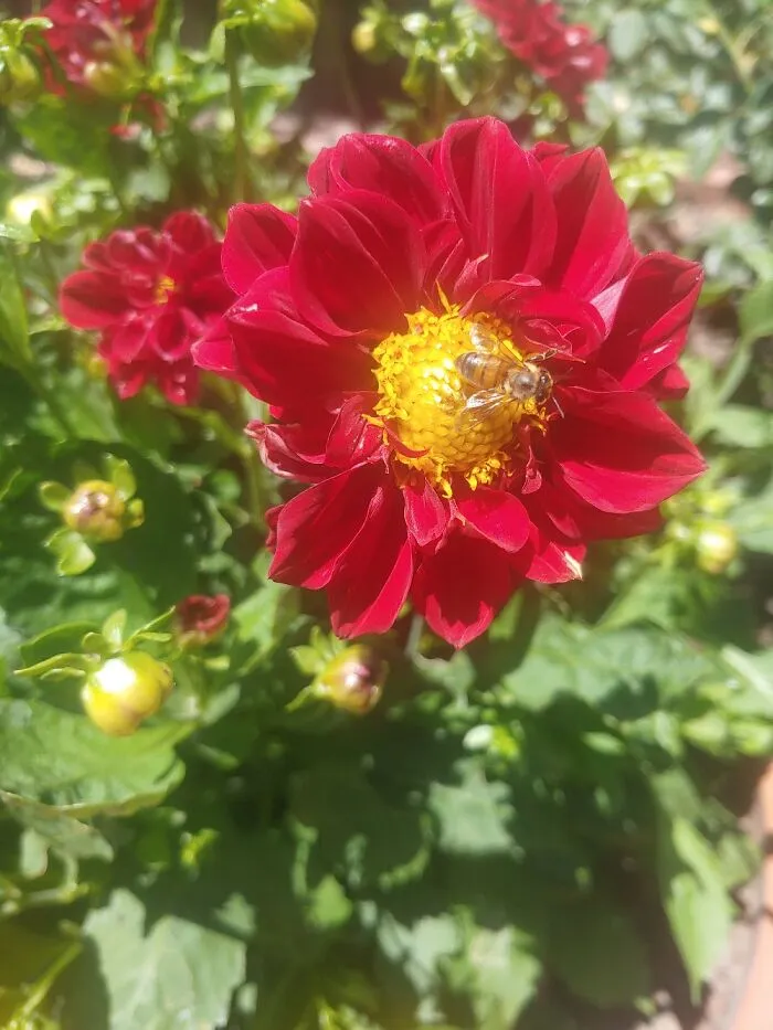 I Love My Dahlias Especially When A Bee From Our Hive Chills In One.