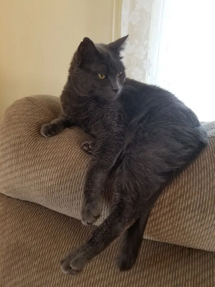 She Showed Up Under The Porch -  Just A Random Lost Cat. Four Years Later, My Cherished Random.