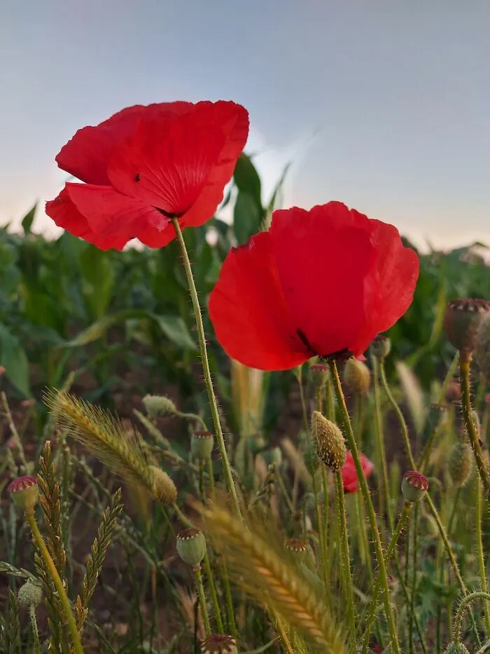 Poppies!! I Just Love Them. They Are Not Very Fancy But They Make The World Much More Beautiful