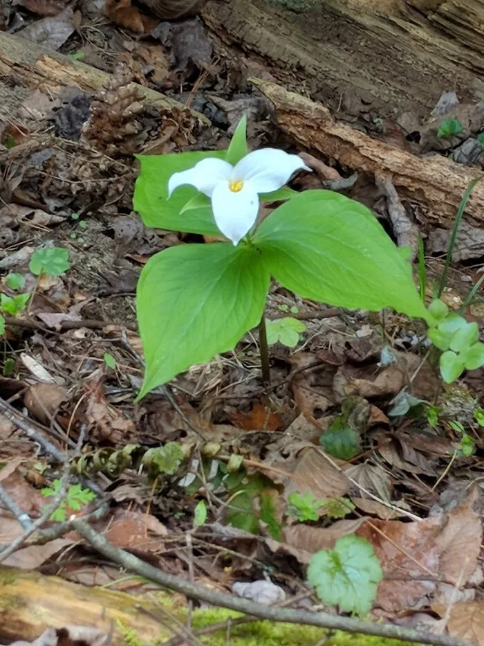 Trillium