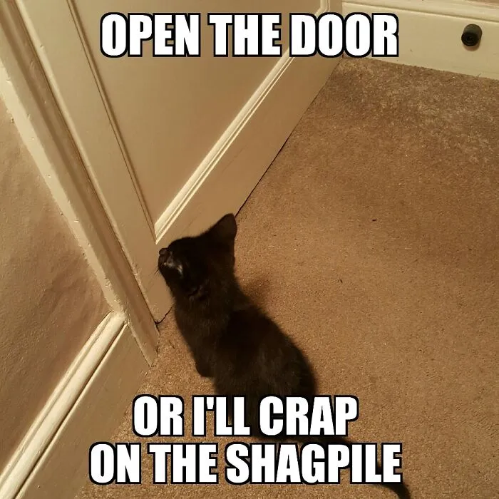 Kitty Rules