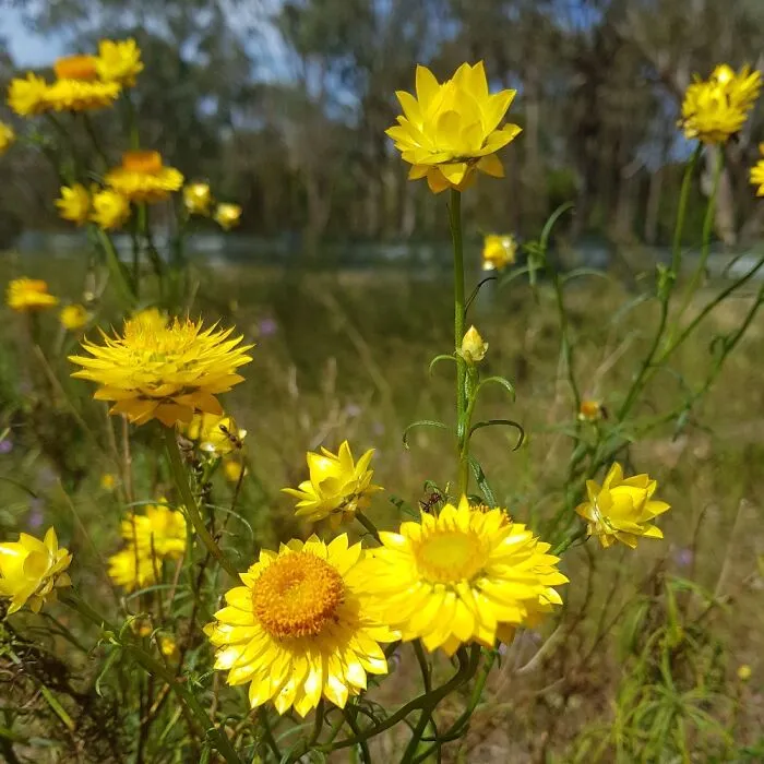 Everlasting Daisies Grow Wild Outside My Gate