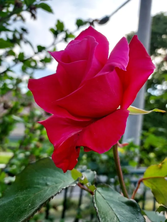 Roses