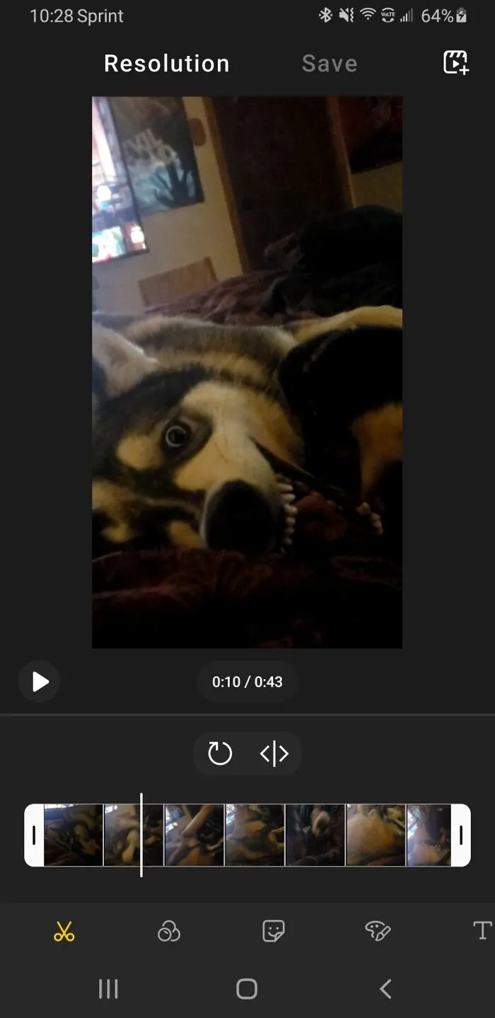 Our Evil Wolf/Husky Mix. Dont Be Fooled. He Is Actually A Big Push Over