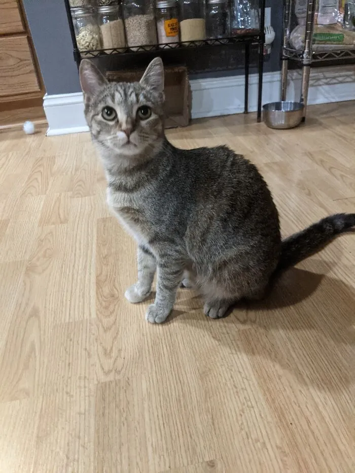 Freyja Named For The Norse Goddess