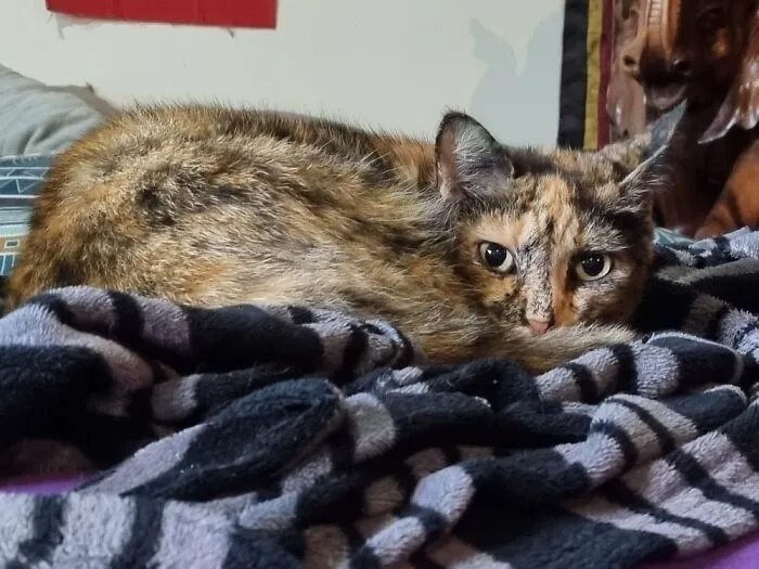 Toots The Cat....named After Toots And The Maytals