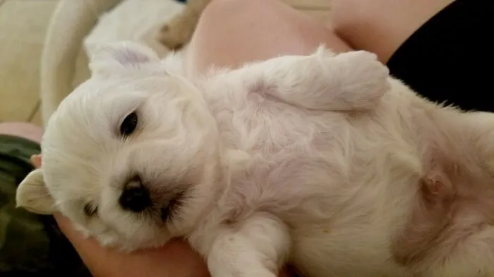 Meet Odie
