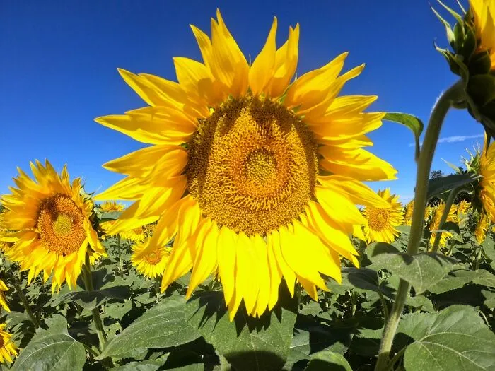 Sunflowers