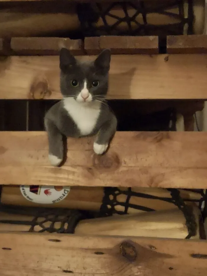Meet Mink, Our Newest Rescue, So Named Because Of The Colour And Silkiness Of Her Fur!