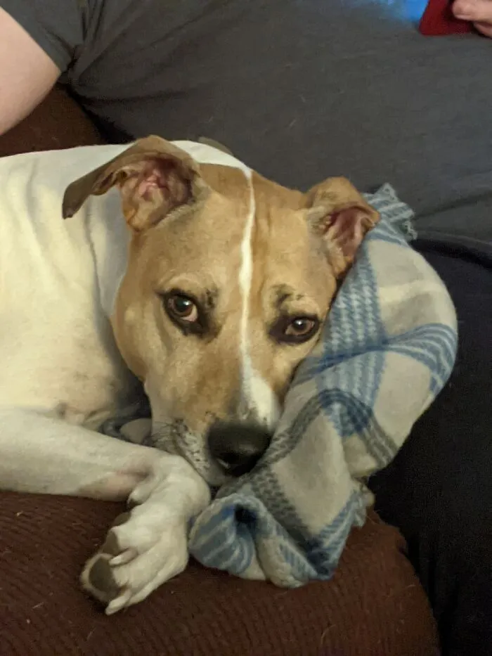 This Is Buddy, He Came With The Name, And We Just Thought It Fit Him So Well, We Kept It. 😍