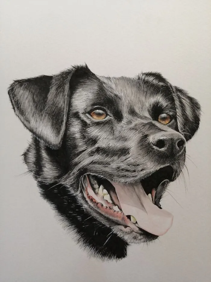 My Neighbour's Beautiful Dog!