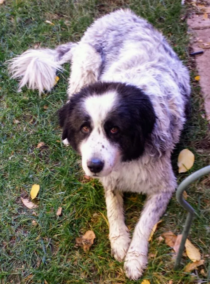 In Native American Dakota Means "Friend" And Takota Means "Friend To Everyone". Meet Takota!