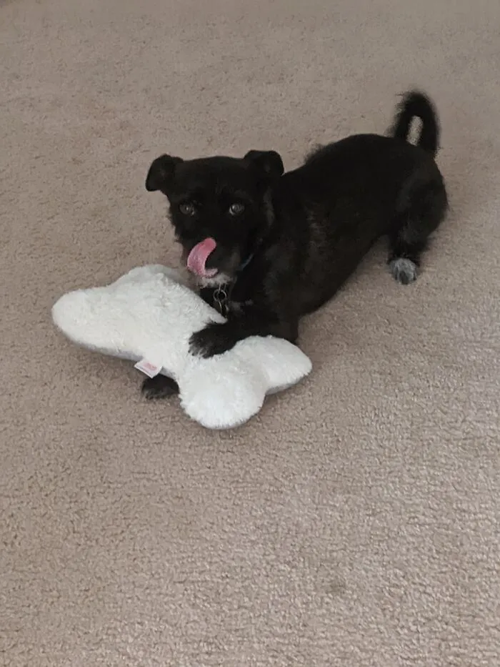 My Dog Gumball. Named After The Amazing World Of Gumball
