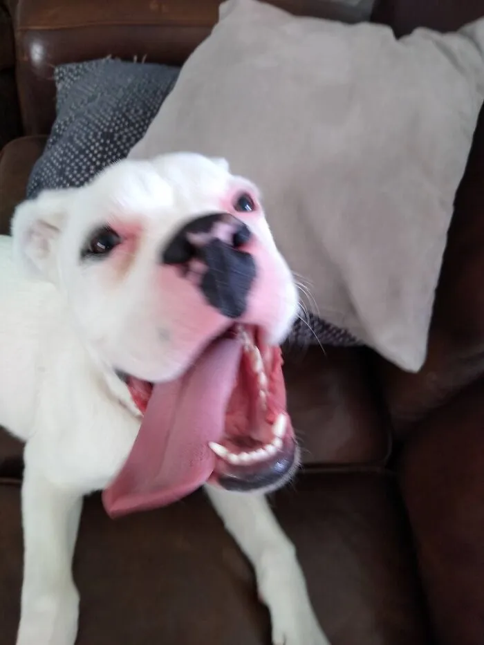 A Very Playful Dog