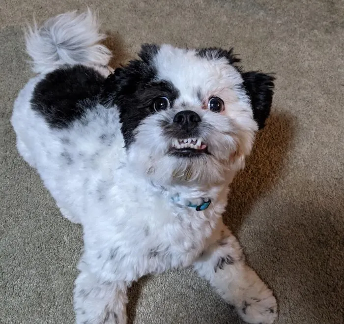 Teeth