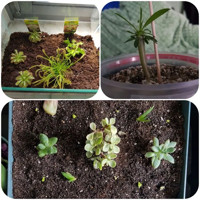 New Babies:carnivorous Plants, Brighamia Insignis (Out Of Seeds