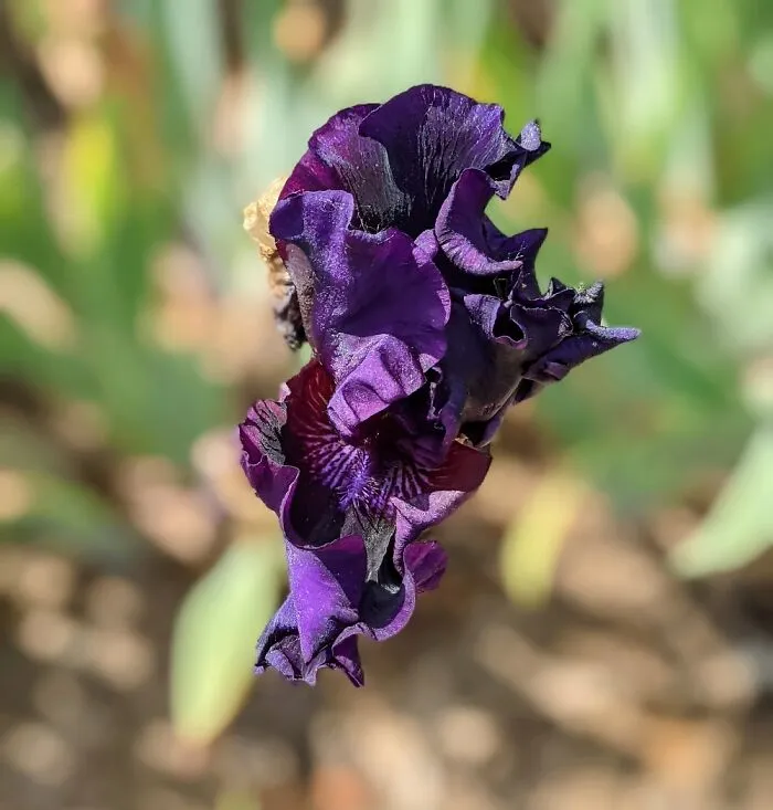 Iris