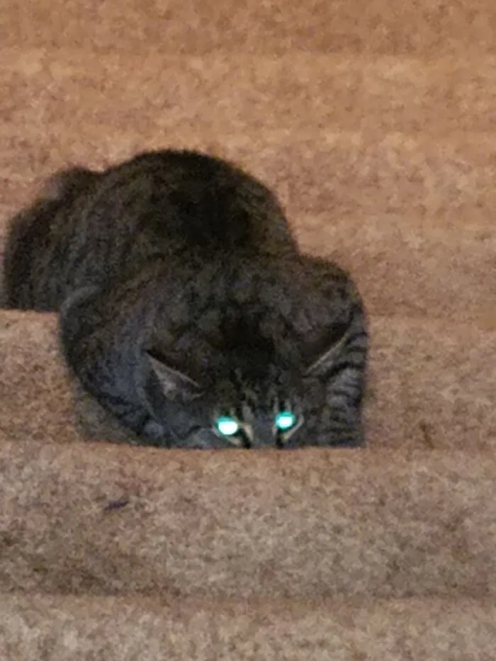 Be Afraid... Be Very Afraid! Gizmo
