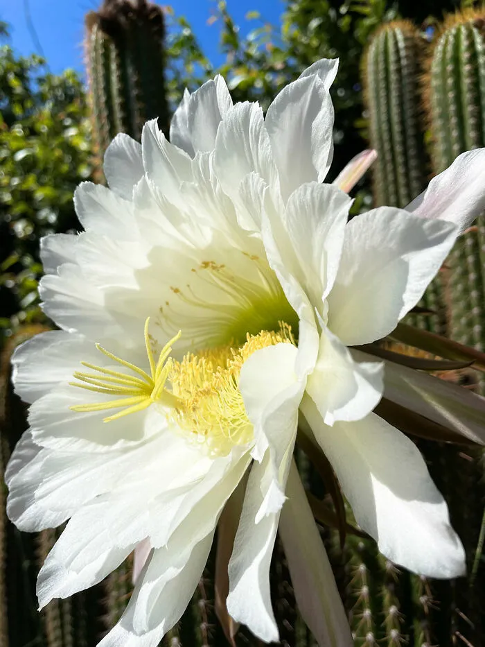 Echinopsis Cactus