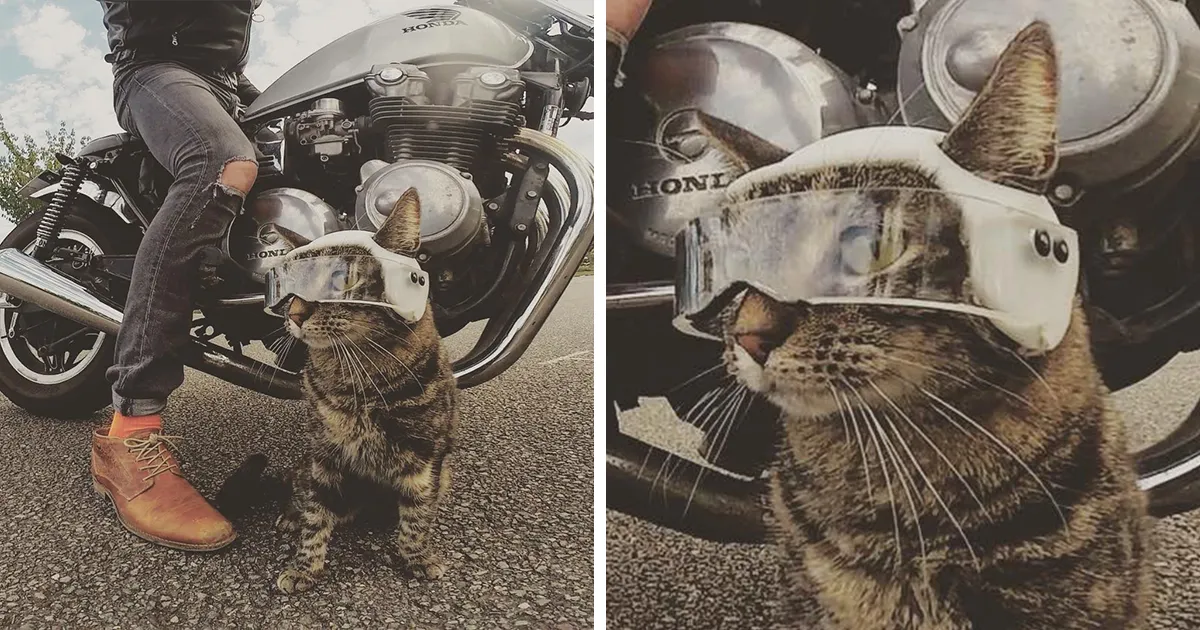 Este hombre lleva a su gato a todas partes y juntos viven grandes aventuras (30 fotos)