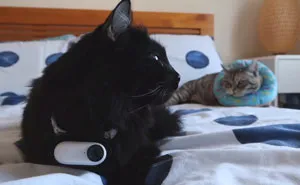 British Man Attached A Tiny Bluetooth Camera To His Kitten's Collar For 24 Hours To See What His Cat's Secret Life Looks Like