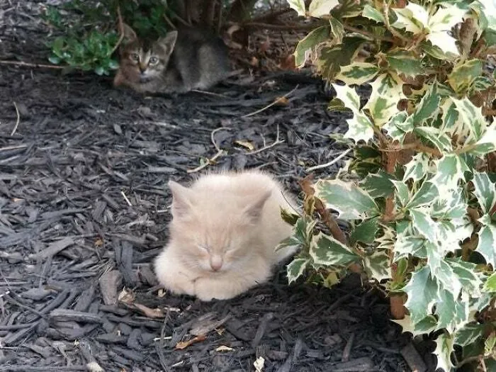 A Tiny Loaf