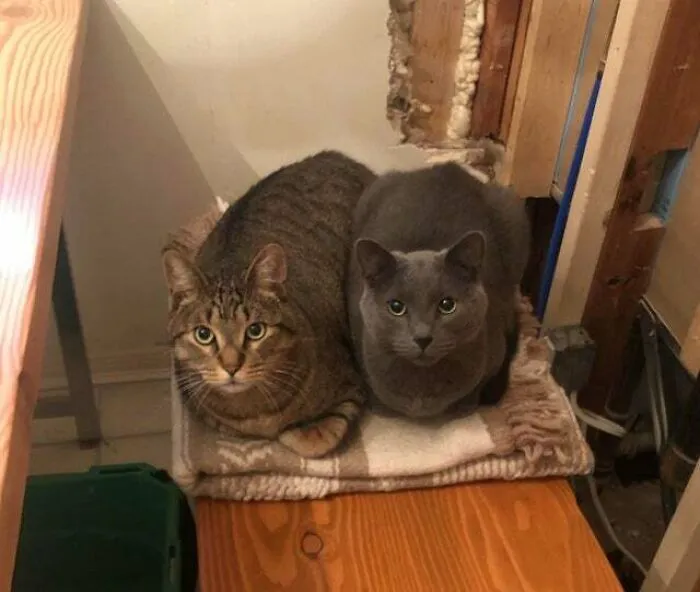 My Two Loaves Waiting For Me This Morning