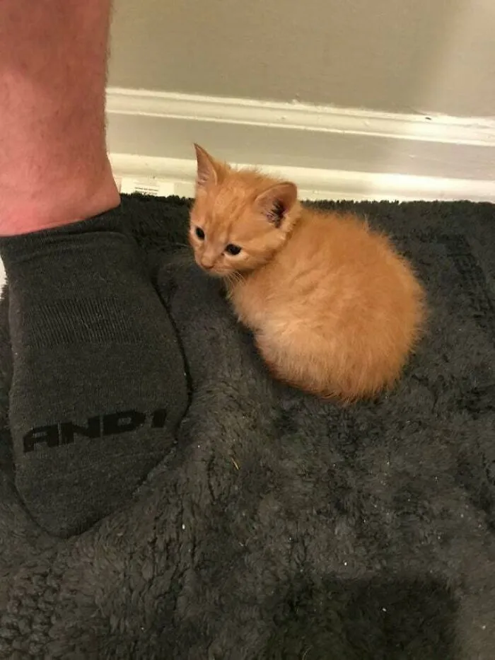 Our Four Week Old Foster Kitten, Taco, Already Knows How To Loaf Like A Pro