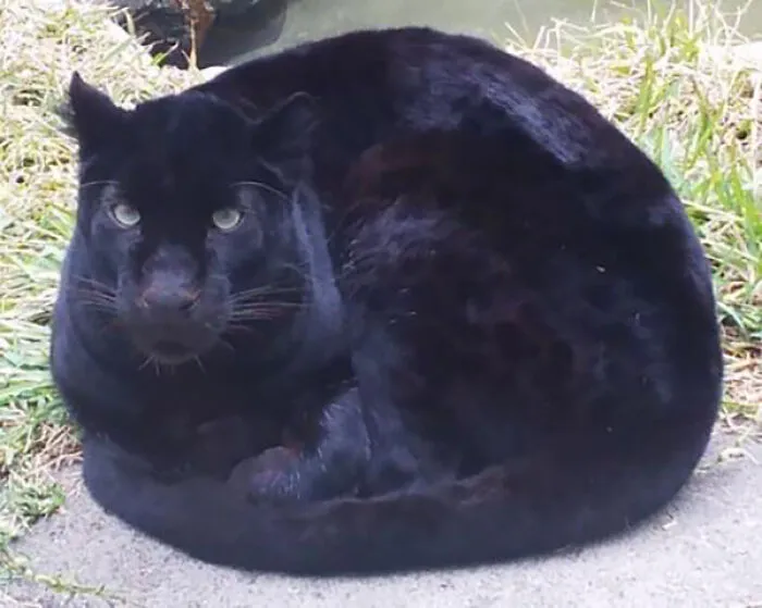 Hogaza gigante de pantera