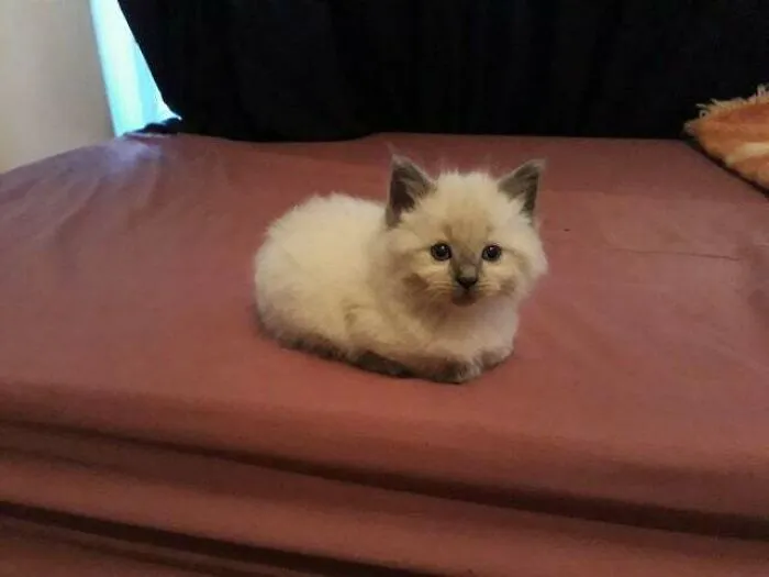 Mi hogacita preciosa