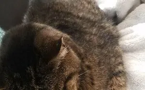 41 People Share Some Of The Cutest Pictures Of Cats Embracing Their Loaf Identity