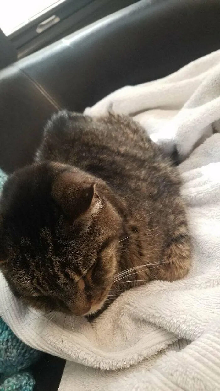 Mickey, mi gato de 16 años, haciendo su última hogaza en el veterinario