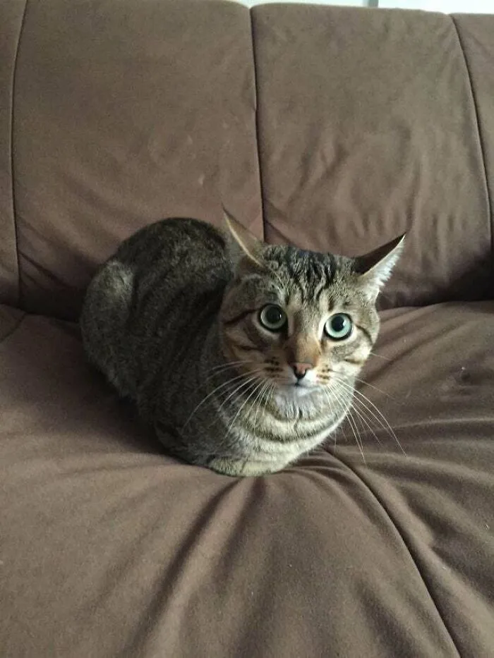 My Roommate's Girlfriend Sometimes Let's Her Cat Stay Over Our Place