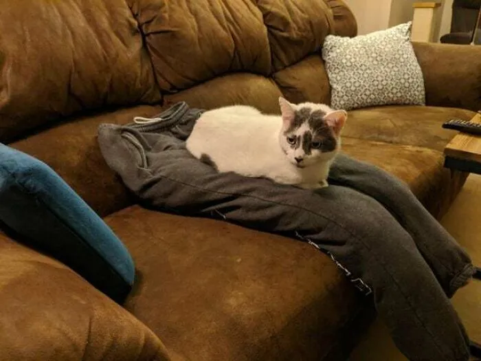Mi novia trabaja desde casa y ha hecho un regazo falso para que el gato no la distraiga