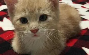 41 People Share Some Of The Cutest Pictures Of Cats Embracing Their Loaf Identity