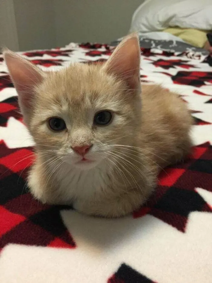 Mini Loaf