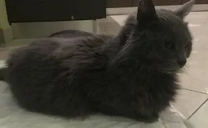 41 People Share Some Of The Cutest Pictures Of Cats Embracing Their Loaf Identity