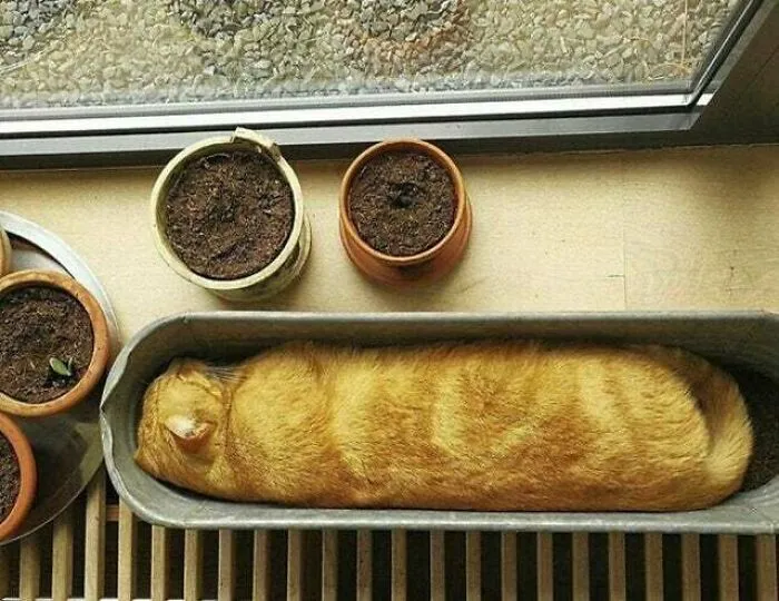 Baguette gatuna