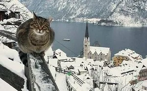 41 People Share Some Of The Cutest Pictures Of Cats Embracing Their Loaf Identity